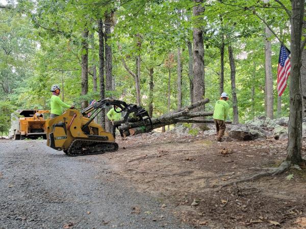 AAA Tree Experts