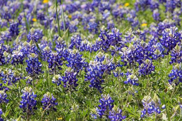 Bluebonnet Hvac