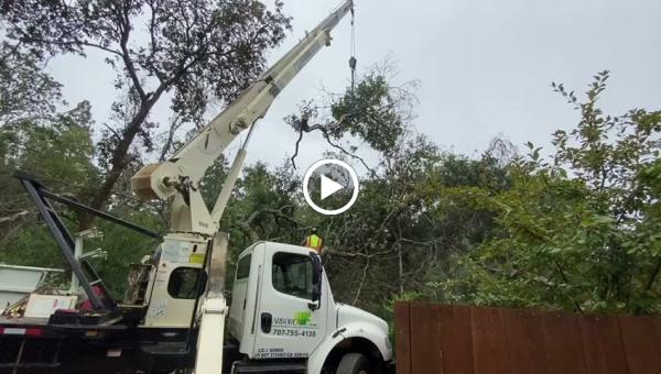 Arborcare Group Inc