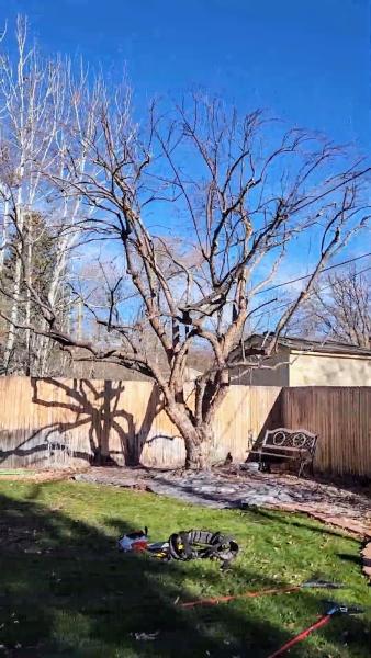Elaborate Tree Tender