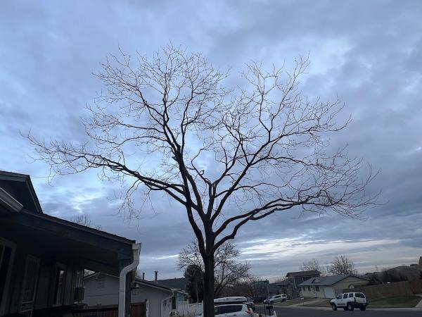 Elaborate Tree Tender