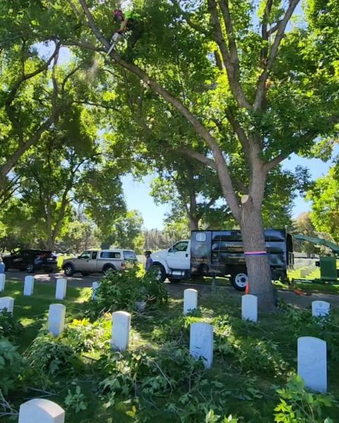 Elaborate Tree Tender