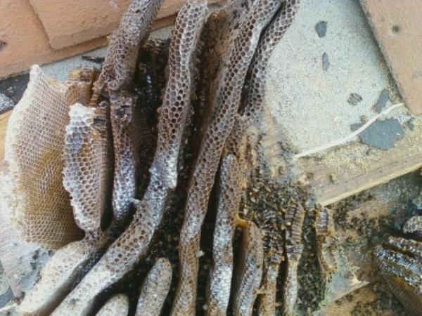 Pest Innovations