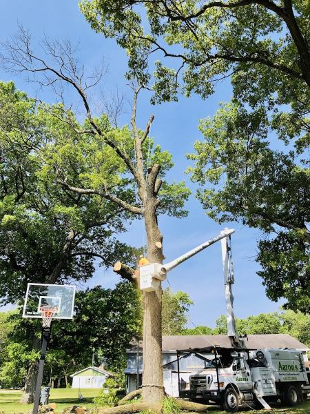 Aaron's Perfect Cut Tree Service