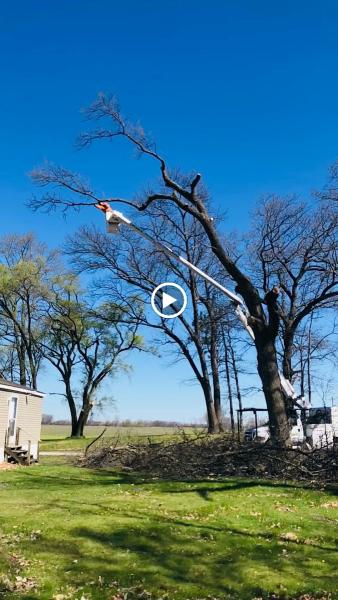 Aaron's Perfect Cut Tree Service