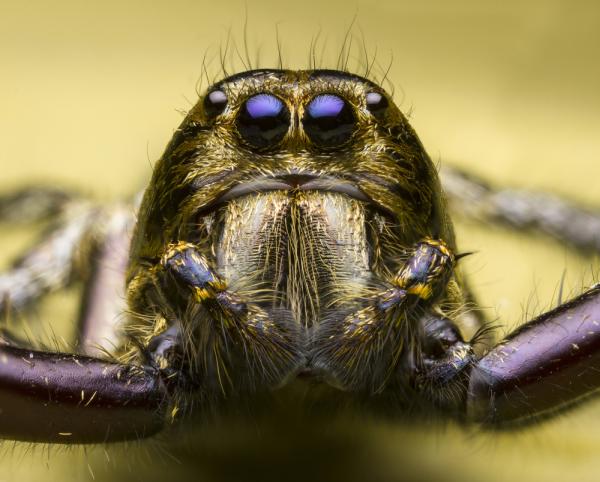 Grove Pest Control