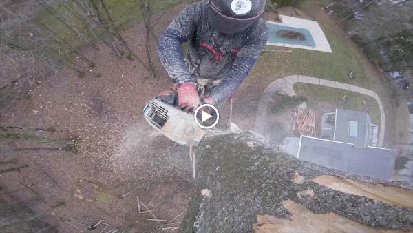 TB Tree Service