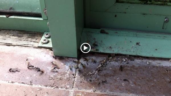 Plateau Pest Control LLC