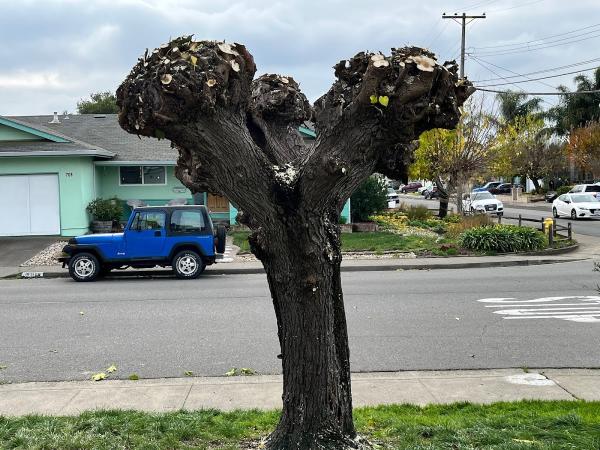Lemur Tree Aid LLC