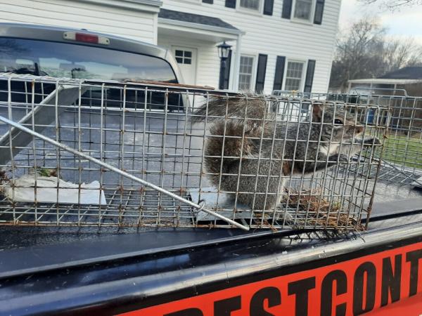 Reed's Pest Control