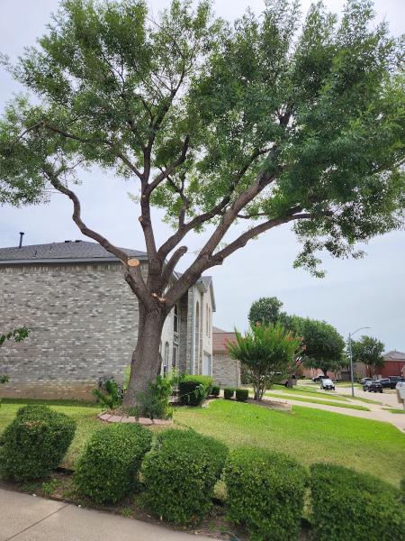 The Tree King