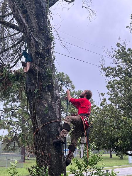 Long Branch Tree Service
