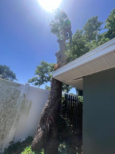 Long Branch Tree Service