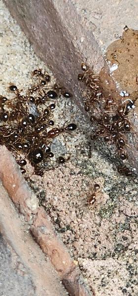 Tactical Advantage Pest Solutions LLC