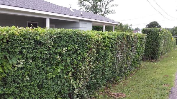 Affordable Lawn Care 1