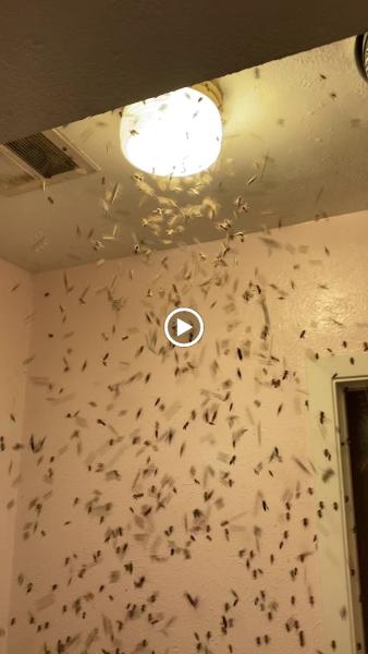 DFW Wildlife and Pest Control