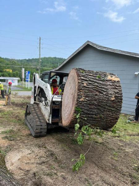 J Solis Tree Services