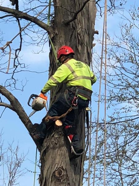 J Solis Tree Services