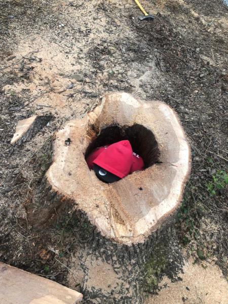 J Solis Tree Services