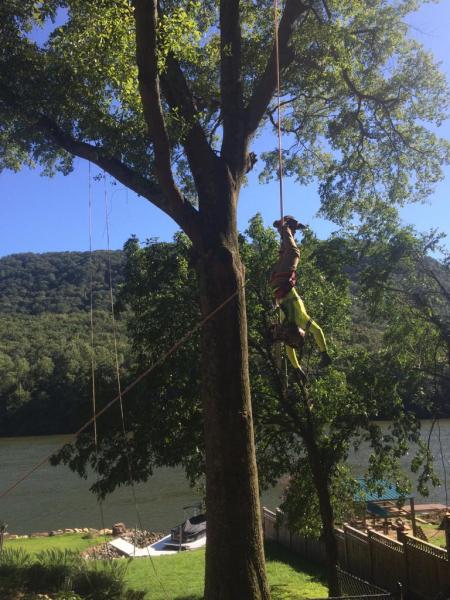 J Solis Tree Services