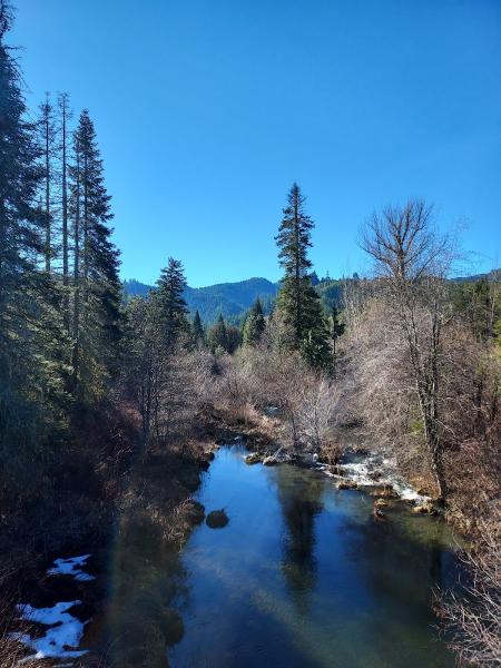 North Ridge Tree Preservation LLC
