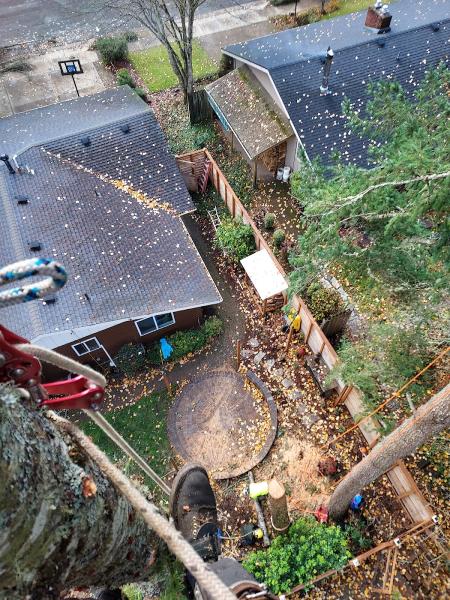 North Ridge Tree Preservation LLC