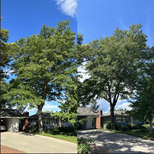 Hoffman's Happy Tree Care