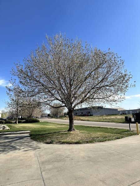 Hoffman's Happy Tree Care