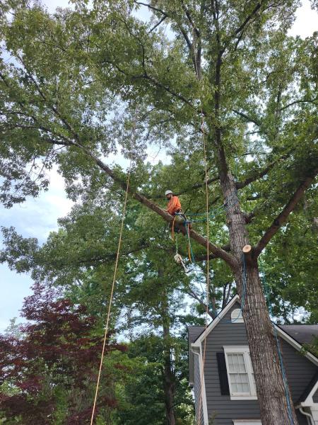Rodriguez Trees LLC