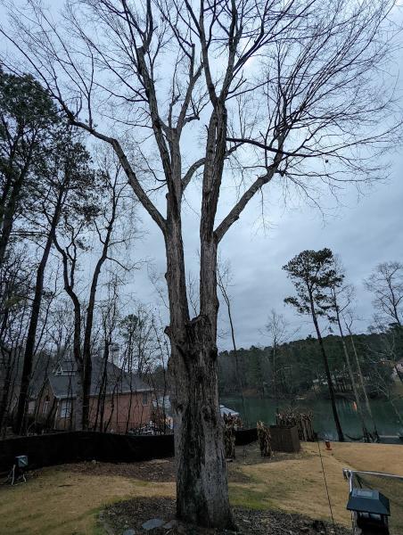 Rodriguez Trees LLC