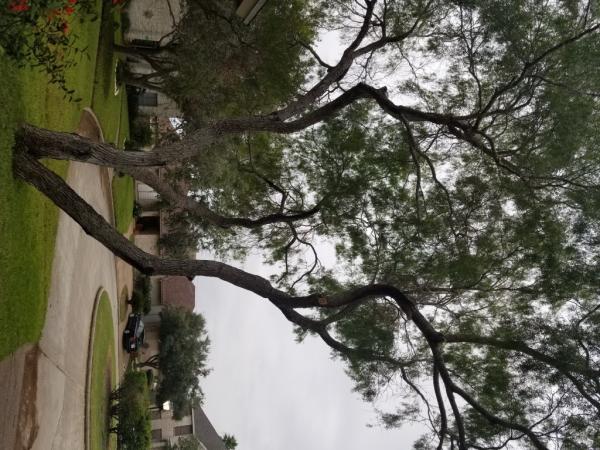 Woodstock Tree Surgeons