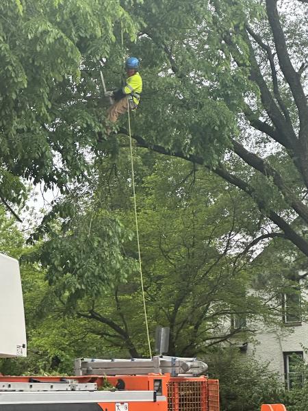 Strobert Tree Services