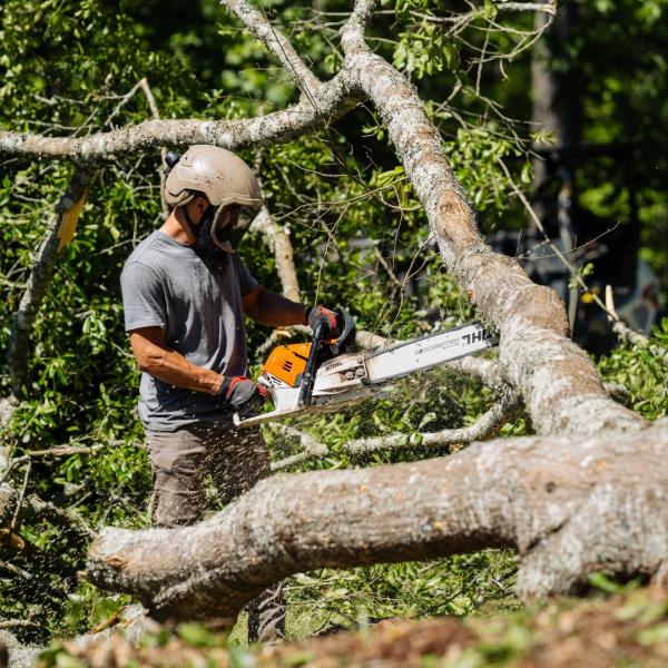 Georgia Pro Tree Services