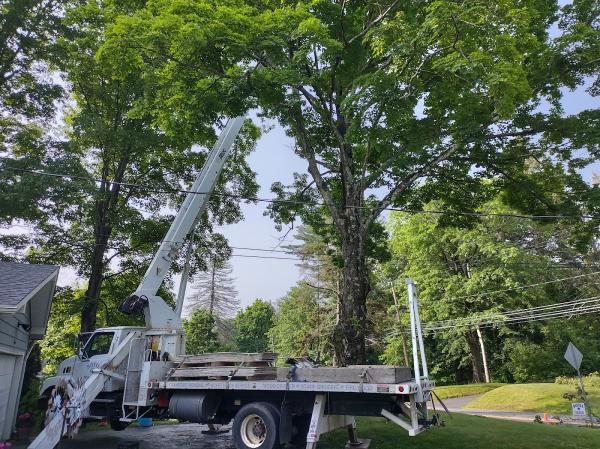 Sotil Tree Service