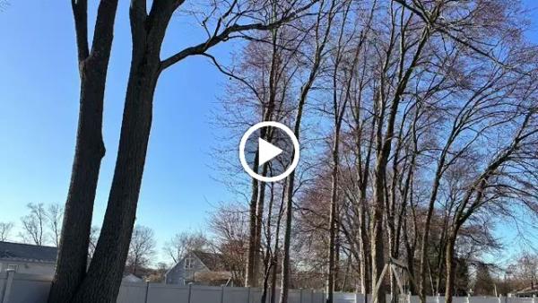 Sotil Tree Service