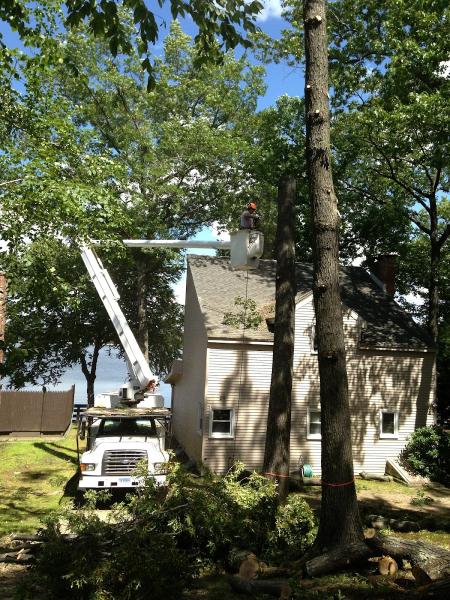 Sotil Tree Service