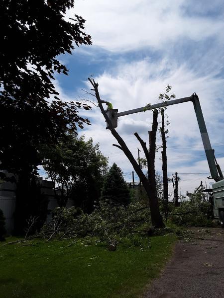Melle's Tree Service LLC