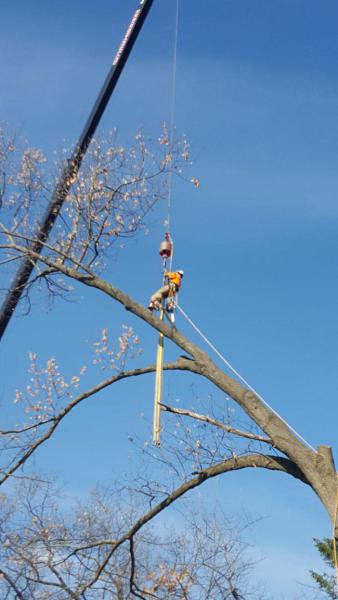Ranger Tree Services