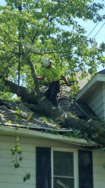 Ranger Tree Services