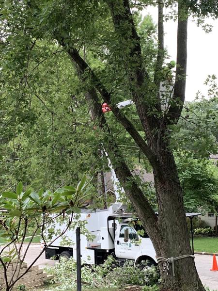 Ranger Tree Services