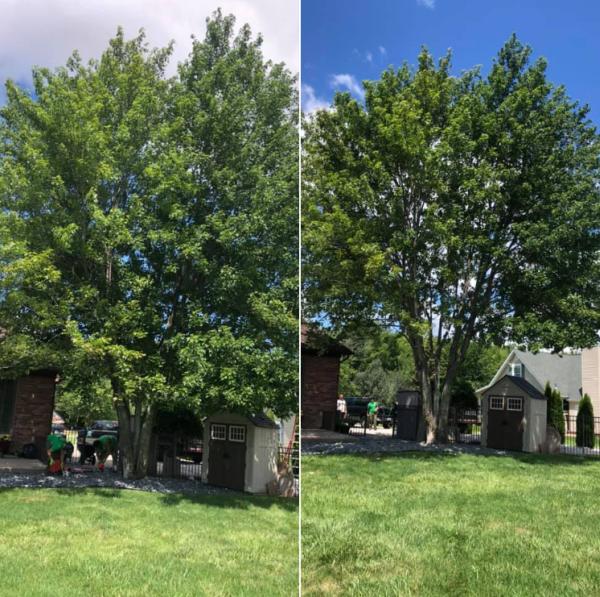 Ricuccis Tree Service Llc.
