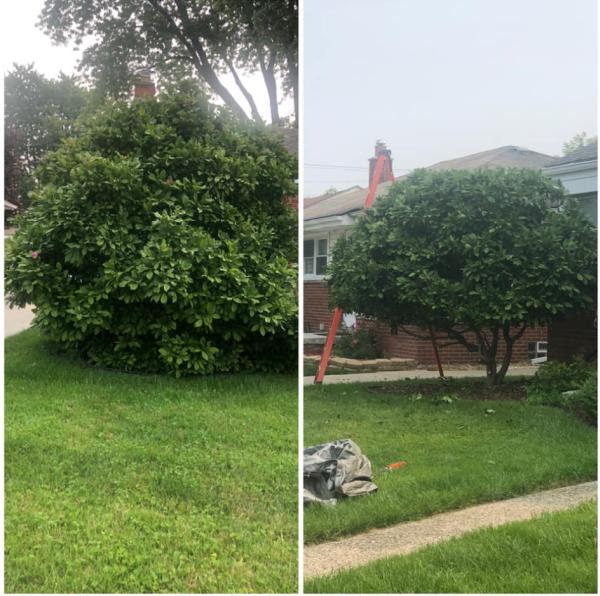 Ricuccis Tree Service Llc.
