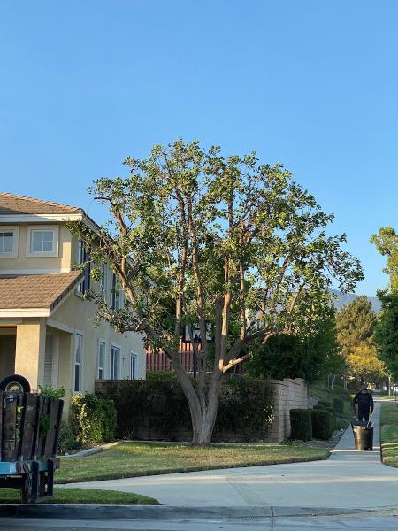 Arbol Roble Landscaping Services