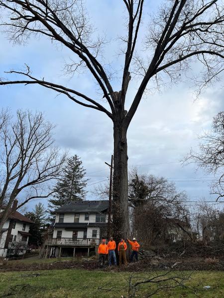 Clark Tree Service