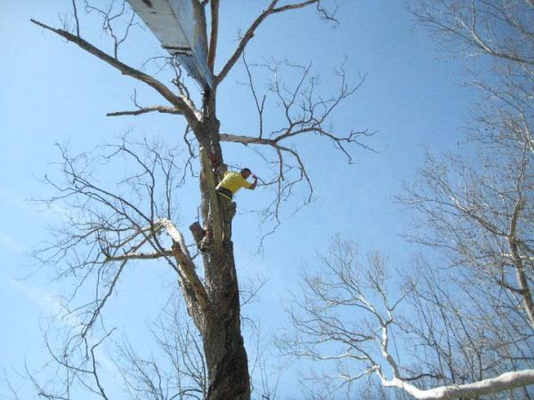 Clark Tree Service