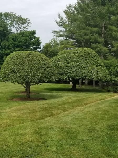 Cutting Crew Landscaping LLC