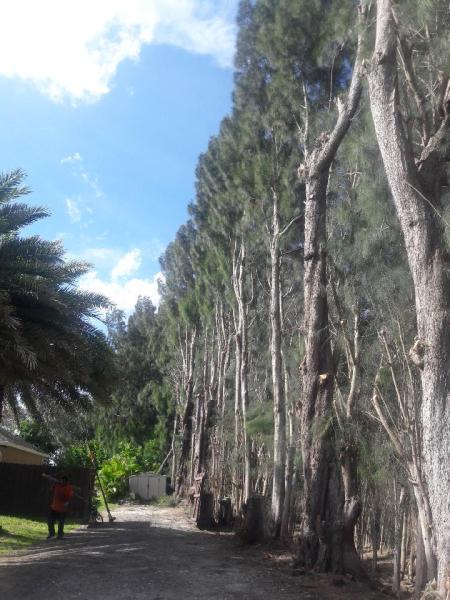 Four Brothers Tree Company