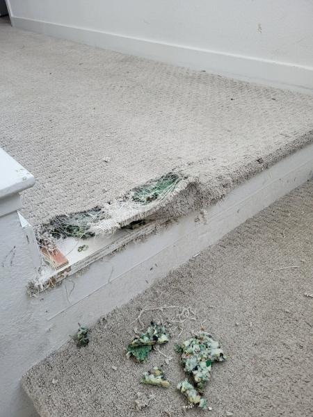 Eco Friend Carpet Care