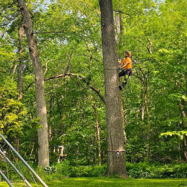 Hillcrest Tree Care