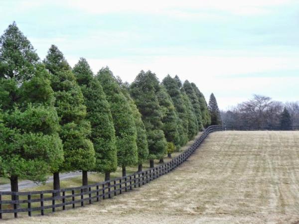 Shenandoah Tree Service